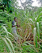 Esso getting sugar can on a kastom walk for Tanna Adventures